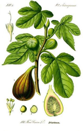 Coctanum a Syrian Fig - Ficus carica - инжир обыкновенный, смоковница